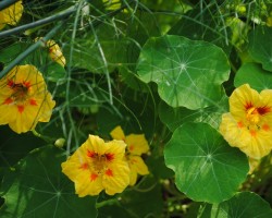 <strong>Nasturtium</strong> Nasturtium (Tropaeolum)