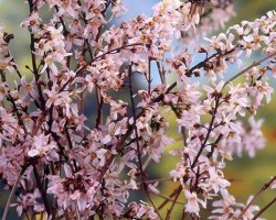 <strong>Pink forsythia</strong> Pink forysythia (Abeliophyllum distichum Roseum)