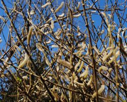 Pussy willow