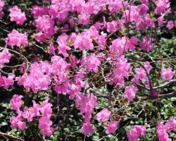 <strong>Rhododendron 'Cornell Pink'</strong> Rhododendron 'Cornell Pink'