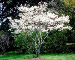 Shadblow (Amelanchier Canadensis)