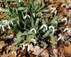 <strong>Snowdrop</strong> Snowdrop