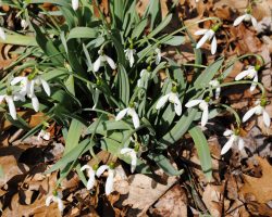 Snowdrop