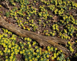 <strong>Winter aconite</strong> Winter aconite