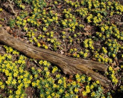 <strong>Winter aconite</strong> Winter aconite