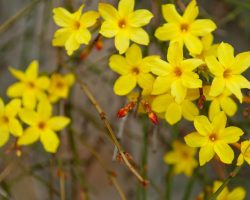 Winter jasmine