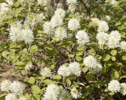<strong>Witch alder</strong> Witch alder