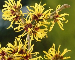<strong>Witch hazel</strong> Witch hazel