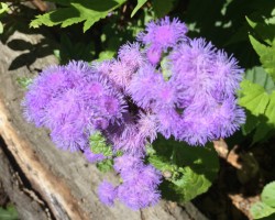 <strong>Ageratum "Blue Horizon"</strong> Ageratum “Blue Horizon" (Ageratum houstonianum )