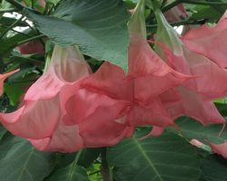 Angel's trumpets