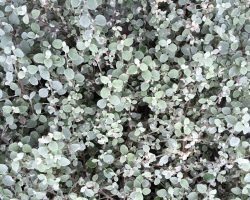 Licorice plant (Helichrysum petiolare)