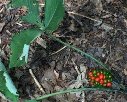 Jack-in-the-Pulpit