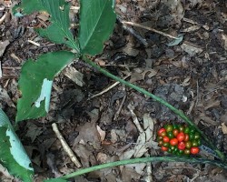 <strong>Jack-in-the-Pulpit</strong> Jack-in-the-Pulpit