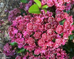 <strong>Mountain laurel</strong> Mountain laurel