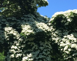 <strong>Japanese Dogwood</strong> Japanese Dogwood