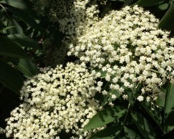 <strong> Elderberry</strong> Elderberry