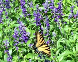 <strong>Butterfly bush</strong> Butterfly bush