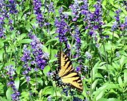 Salvia "Blue Victoria"