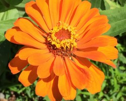 <strong>Zinnia</strong> Zinnia
