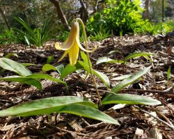 Trout Lily