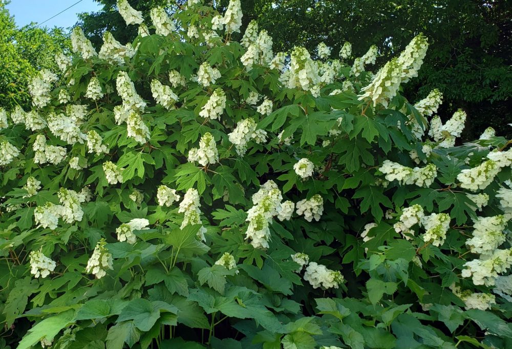 Oakleaf hydrangea